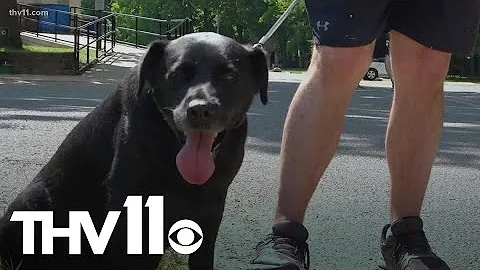 How to keep your pets safe in the summer heat