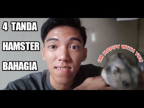 Video: Cara Tandas Melatih Hamster Anda