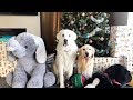 CHRISTMAS DOG SURPRISE! - Super Cooper Sunday #175