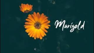 Marigold - Aimyon Vocal Only (Acapella) // マリーゴールド - あいみょん Covered by Kota Yamamoto