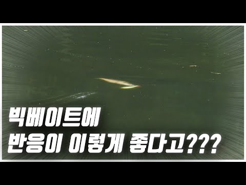 [<strong>feat</strong>. 박성완] <strong>korea</strong> bass