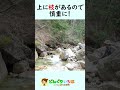 白いイワナが釣れた―【渓流釣り】