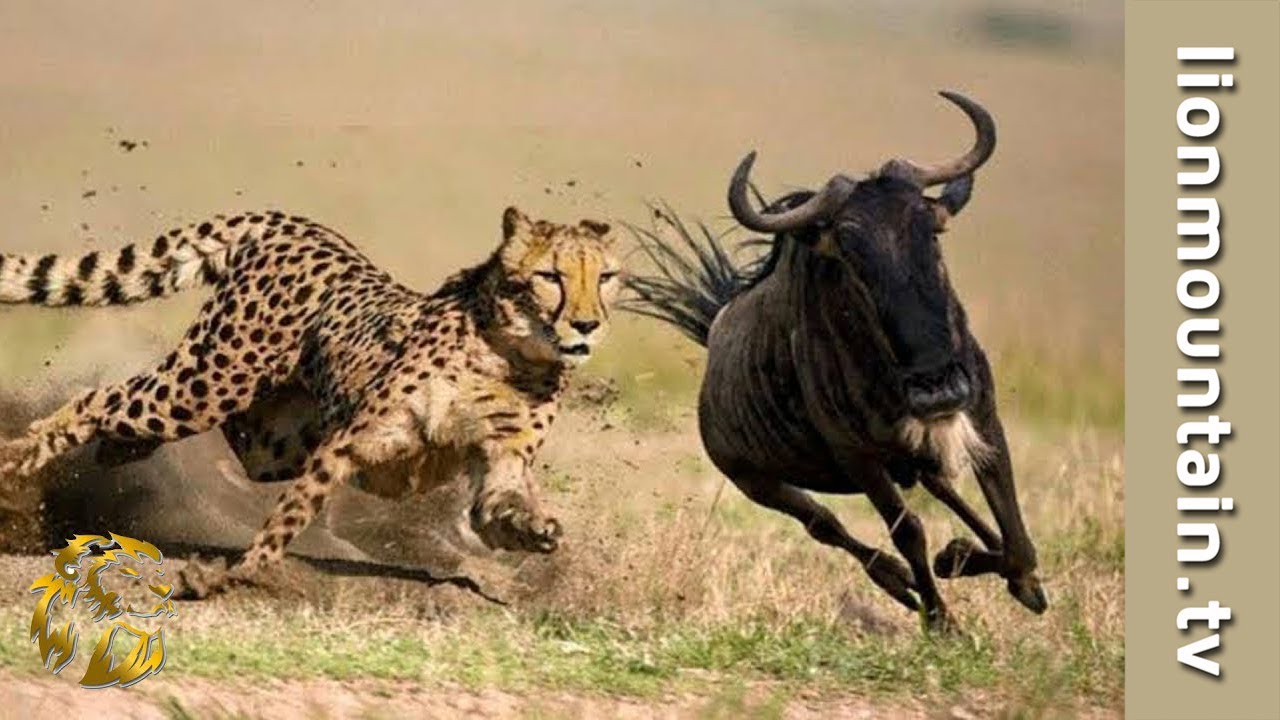 Cheetah Hunting Wildebeest