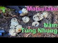 Mùa hái nấm rừng trúng, ngay ổ nấm Tùng Nhung khủng 🇨🇦721》 松茸 | BC Matsutake Mushroom | 2020 #9