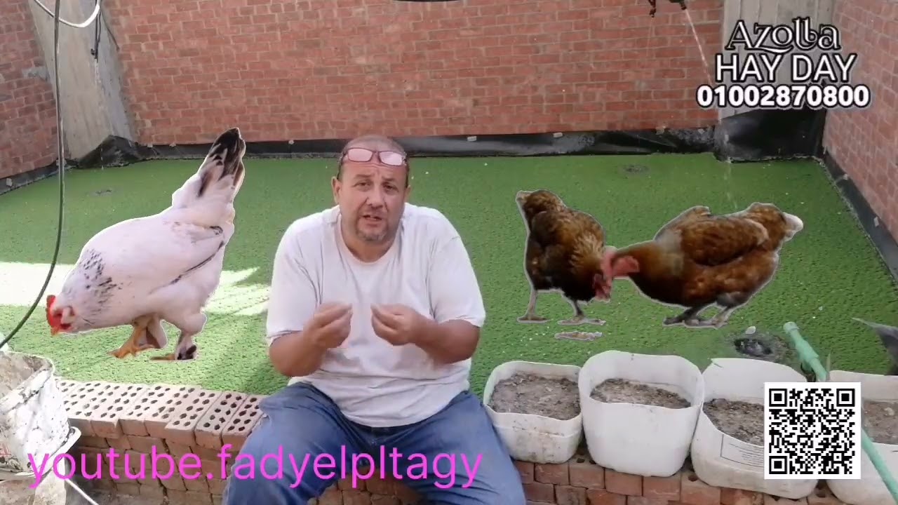 #مرشد_azolla 🍀نظام تربيه الدجاج الابيض وساسو للمزارع بلازولا🍀لتوفر بالدليل العلمي ولا تتبع النصابين