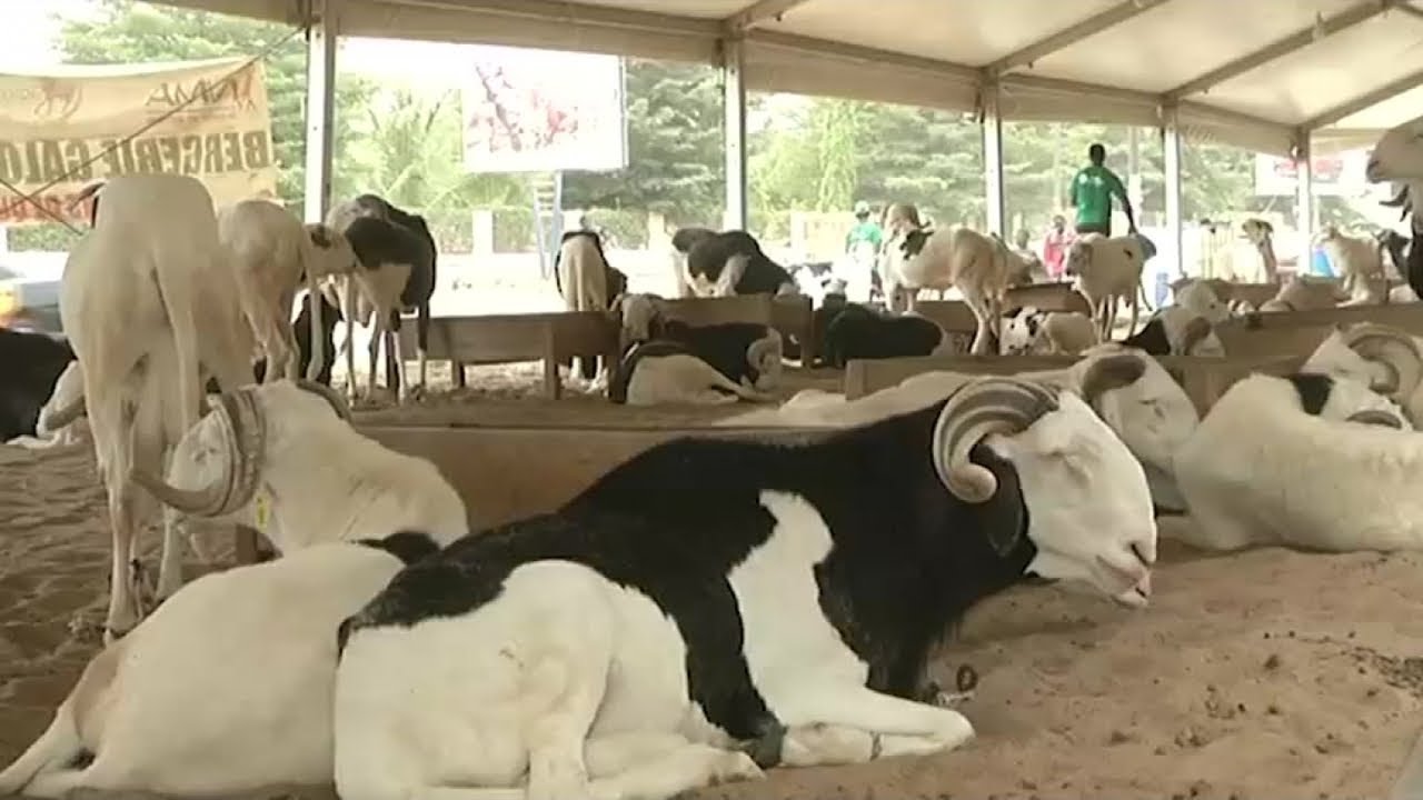Sénégal, PRÉPARATIFS DE LA FÊTE DU MOUTON YouTube