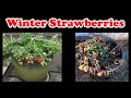 Winterize Your Strawberries!