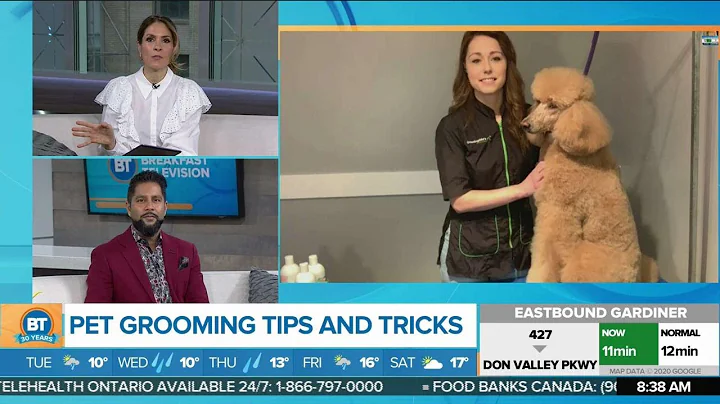 At home pet grooming tips and tricks