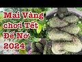 Gl Mai vàng quấn rễ đế nở chơi tết trồng lâu dài lh 0766765975
