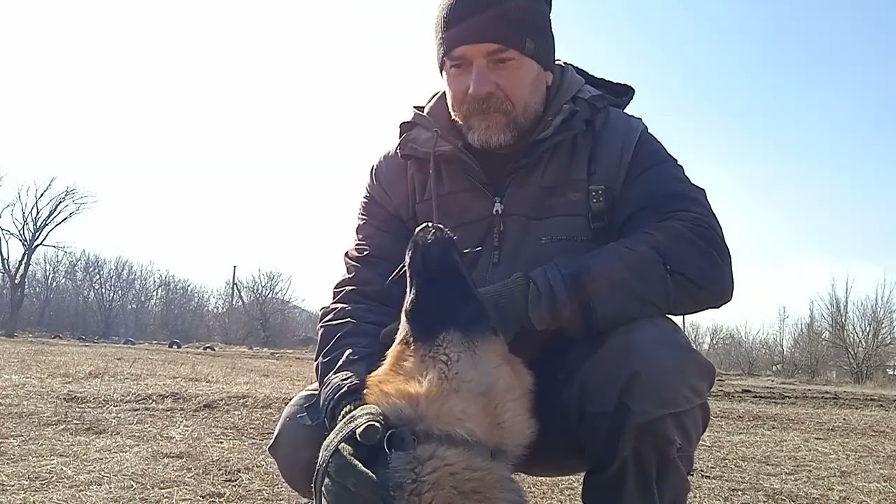 почему у овчарки не стоят уши ?