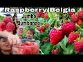 PANEN BUAH RASPBERRY UKURAN SUPER JUMBO DI BELGIA, BERSAMA TUAN TANAH BELGIA