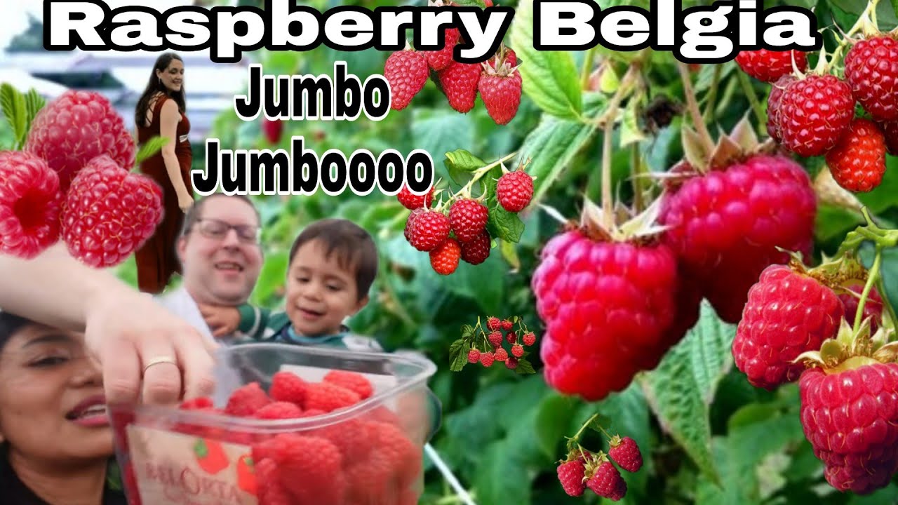 PANEN BUAH RASPBERRY UKURAN SUPER JUMBO DI BELGIA, BERSAMA TUAN TANAH BELGIA
