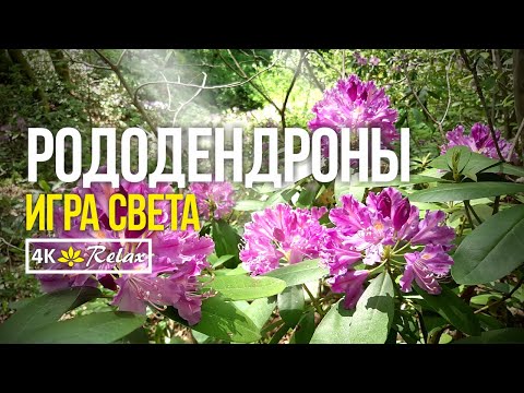 Video: Caucasian rhododendron: piav qhia, cog thiab saib xyuas