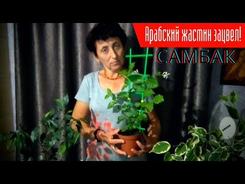 Самбак — «арабский жасмин»особенности выращивания!