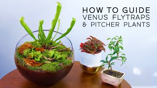 HOW TO: Carnivorous Plant Bowl — Venus Fly Trap & Pitcher Plants