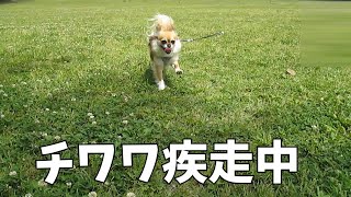 チワワ疾走8ｍの犬リードを買いました【犬リード8ｍリード初めて使用】