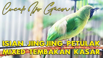 ISIAN YANG LAGI VIRAL, JINJING PETULAK..!! #cucakijo #cucakijonembak #isianjinjingpetulak