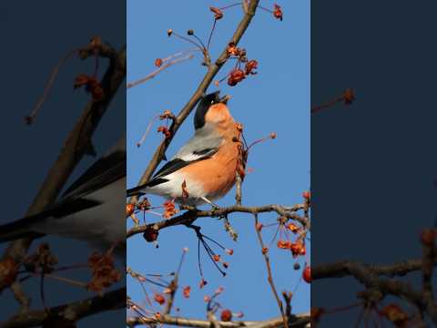 Любитель тыблочек:) (Pyrrhula) #birds #птицы
