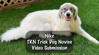 Nike’s Trick Dog Novice (TKN) Video Submission