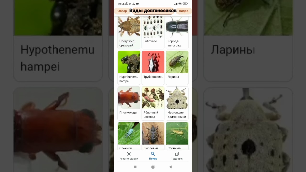 виды жуков-долгоносиков