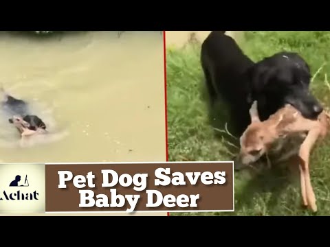 Pet dog saves a baby deer | This video has gone crazy |  viral on social media  #shorts