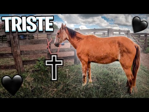Vídeo: Se O Cavalo Está Morto, Saia Dele