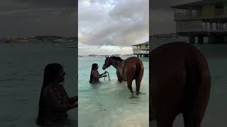 One morning, Two stallions. Bajan Memories 😭🇧🇧
