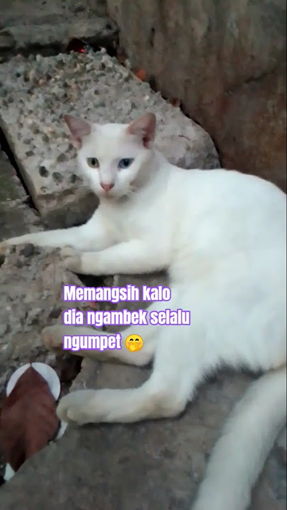 Her behavior is indeed beyond Nurul,😂 wkwkwk #cutecat #cat #catcute #cute #shorts