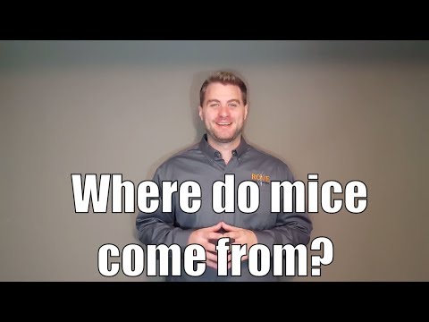 Where do mice come from?