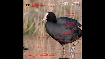 صوت طائر دجاج الماء نغمه راقيه لعيون المتابعين 