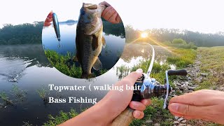 Topwater（walking bait）Bass Fishing  ▏Chatterbait Bass Fishing