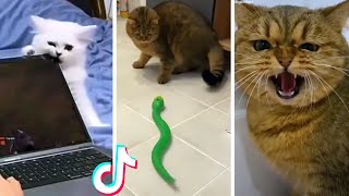 Funniest CATS and Cutest KITTENS 😹 *1 HOUR* 😺 by Cats being CATS! 16,321 views 9 months ago 1 hour, 2 minutes