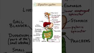 Digestive system diagram | ⚕️|