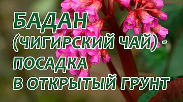 Бадан толстолистный: посадка в открытый грунт. Как посадить бадан весной