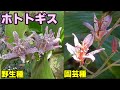 ホトトギス　野生種と園芸種　Tricyrtis