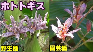 庭にある草花　ホトトギス　Tricyrtis