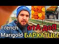 Бархатцы (French Marigold) ПОСЕВ, ВЫРАЩИВАНИЕ и все ПОДКОРМКИ отА доЯ📌ЛУЧШИЕ ТРИ СОРТА БАРХАТЦЕВ.