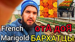 Бархатцы (French Marigold) ПОСЕВ, ВЫРАЩИВАНИЕ и все ПОДКОРМКИ отА доЯ📌ЛУЧШИЕ ТРИ СОРТА БАРХАТЦЕВ.