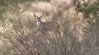 Anastassio Rancho El Pescado