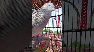 Download Lagu Suara burung Perkutut - pancingan singkat 2409 MP3