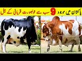 Pakistan Main Mojood 9 Sab Say Khoobsurat Qurbani K Janwar | Beautiful Qurbani Cow | NYKI