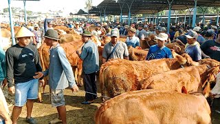 Pasar Dingin‼️Sapi Bakalan doro,sapi indukan sapi Doro Super || Harga Pagi ini || Pasar Sapi Nganjuk