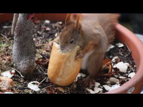 Können Baby-Eichhörnchen Brot Fressen?
