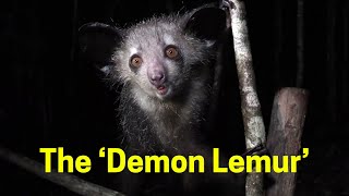 World's WEIRDEST animal? Meet Madagascar's demon lemur, the aye-aye Daubentonia madagascariensis