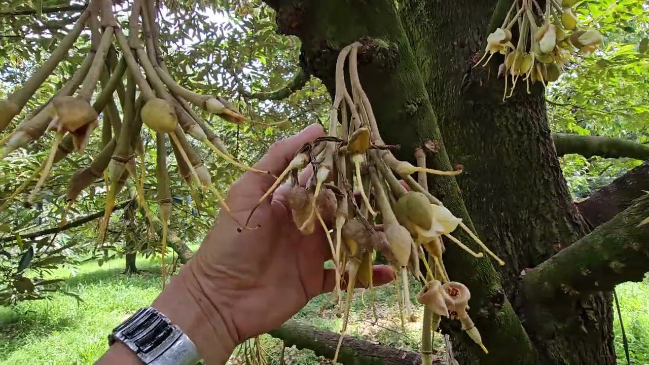 CÁCH KHẮC PHỤC SẦU RIÊNG BỊ DƯ NƯỚC SAU XỔ NHỤY: 0918 456 457 - 0375 456 457