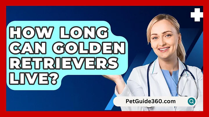 How Long Can Golden Retrievers Live? - PetGuide360.com
