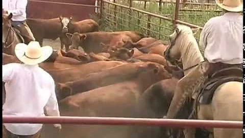 Janice Swanson/Temple Grandin - BQA - A Cattle's F...