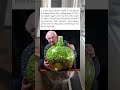 Man Sealed a Garden in a Bottle in 1960… It’s Still Thriving 60+ Years Later!