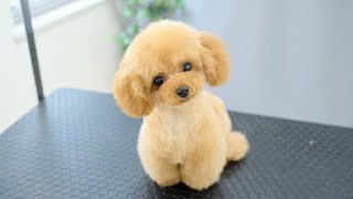 【Tiniest • Two heads high】Grooming a cute and friendly poodle with short legs.