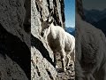 Rocky Mountain Goat - Difficult life of animals #wildlife #animaldocumentary #naturallife